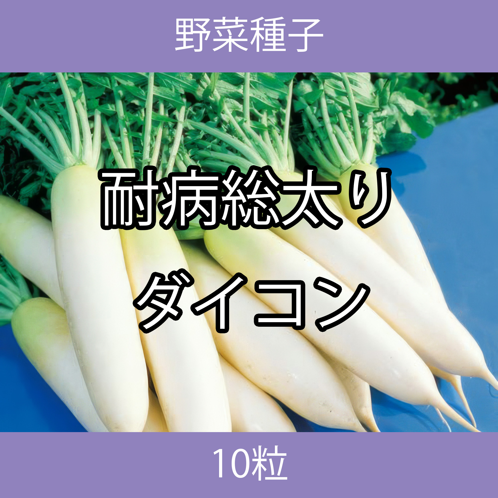 野菜種子 TVF10 耐病総太りダイコン 10粒